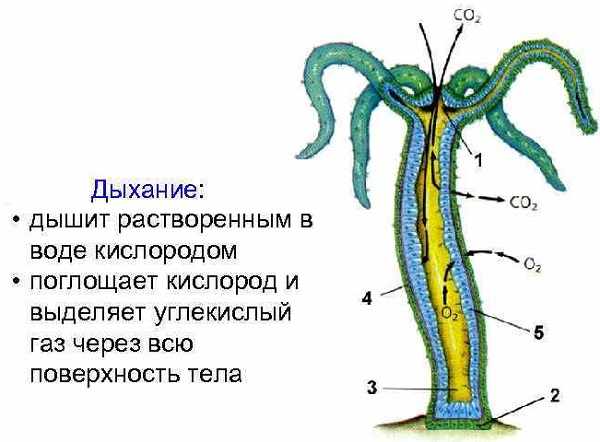 Оригинальный сайт кракен