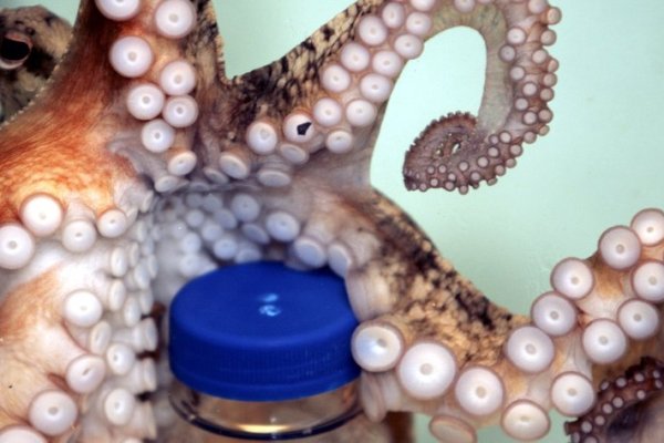 Ссылки зеркала на kraken