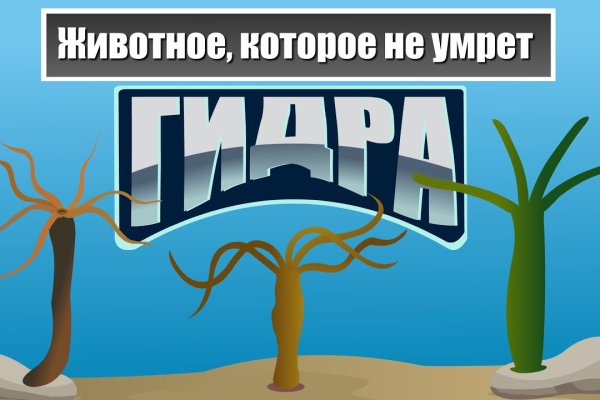 Kraken как найти ссылку